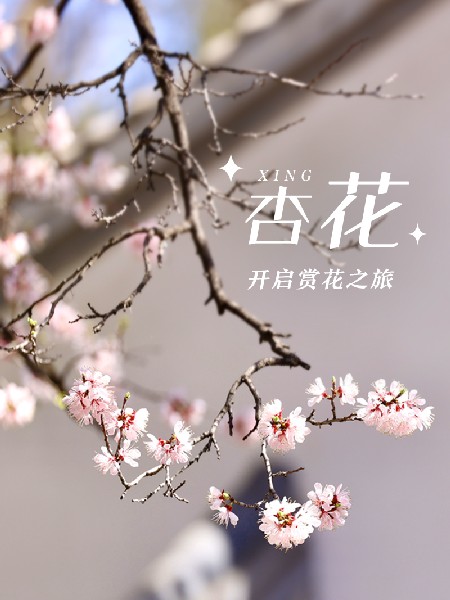 追花指南第六期！杏花雨 楊柳風(fēng) 北京最美的杏花在這里