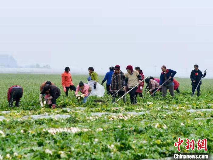 蔬菜基地工人正搶抓農(nóng)時(shí)采收蘿卜?！?汪澤民 攝