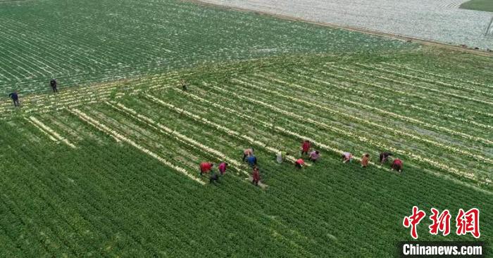 蔬菜基地工人正搶抓農(nóng)時(shí)采收蘿卜?！?彭圣洲 攝