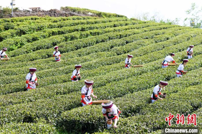 眾多白族村民身著民族服飾走進茶園采摘。　楊華峰 攝