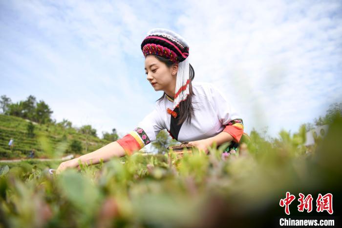 白族村民身著民族服飾采摘白茶。　楊華峰 攝