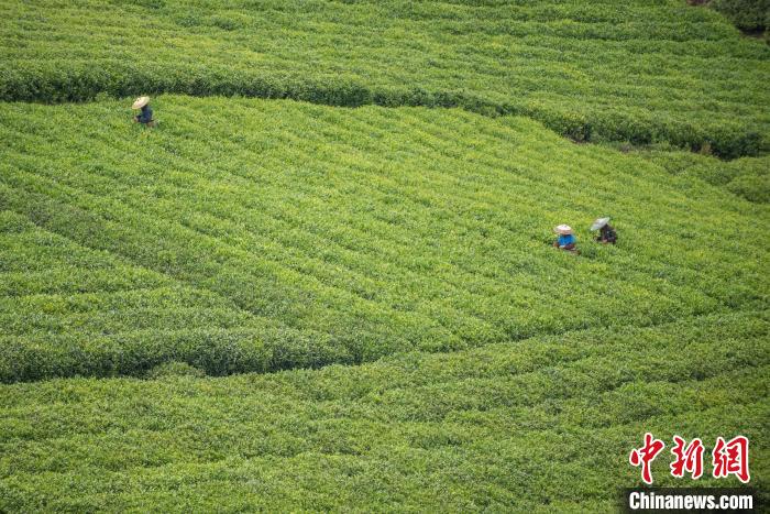 茶農(nóng)采摘谷雨茶?！√普?攝