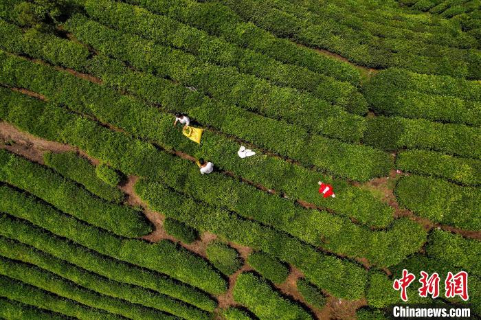 茶農(nóng)正在采摘新鮮茶葉?！√普?攝