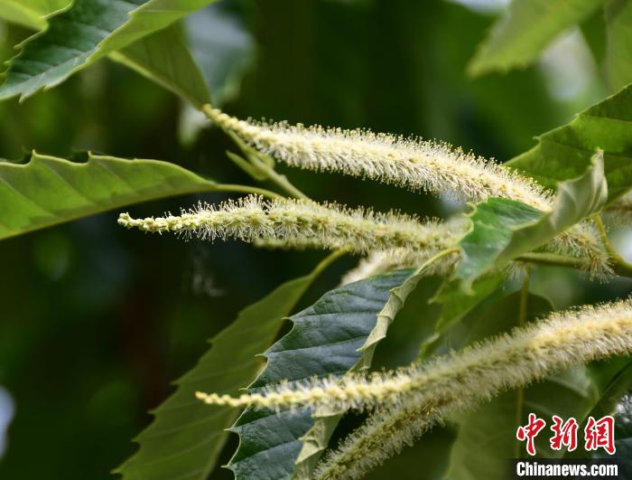 毛茸茸的栗花。　郝云崎 攝