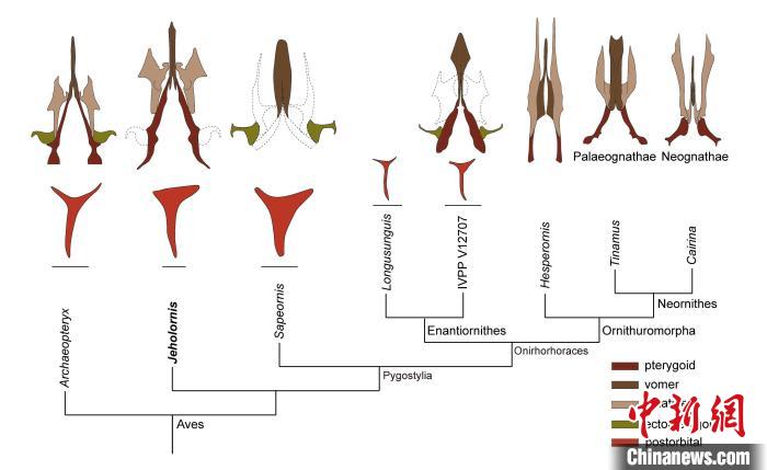 最原始鳥類“熱河鳥”最新研究：嗅覺更好、日行主導