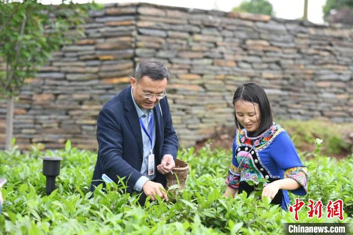 東盟國(guó)家媒體記者在辰龍關(guān)茶園采茶?！钊A峰 攝