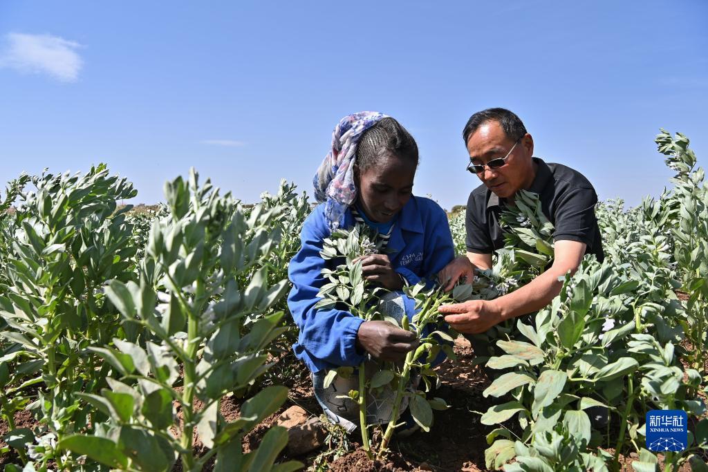 9月27日，在位于厄立特里亞阿斯馬拉的農(nóng)業(yè)技術援助項目示范地，中國援厄第三期高級農(nóng)業(yè)專家組豆類作物專家劉運民（右）指導當?shù)剞r(nóng)戶進行蠶豆作物的田間管理。新華社記者 韓旭 攝