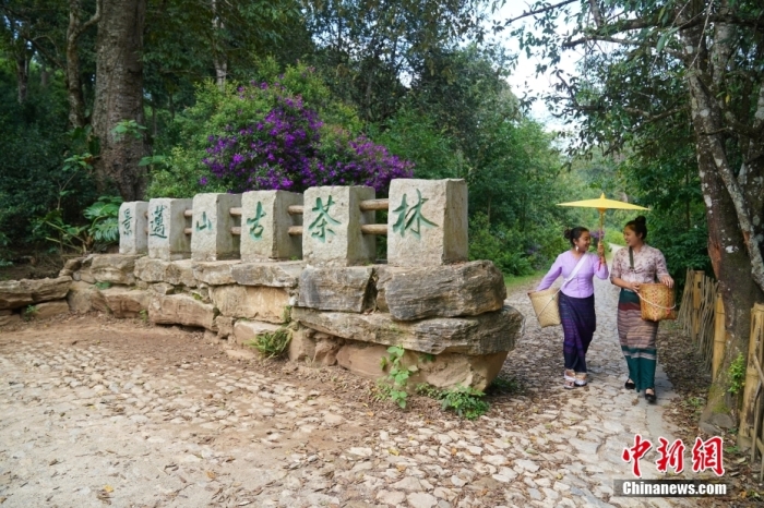 普洱景邁山古茶林文化景觀位于中國(guó)云南省普洱市瀾滄拉祜族自治縣惠民鎮(zhèn)。<a target='_blank' href='/' _fcksavedurl='/'><p  align=