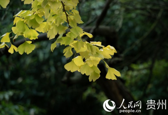 觀山湖公園秋意漸濃。人民網(wǎng) 陽茜攝