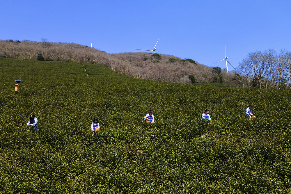 茶農(nóng)們搶抓晴好天氣采摘春茶。楊云中攝