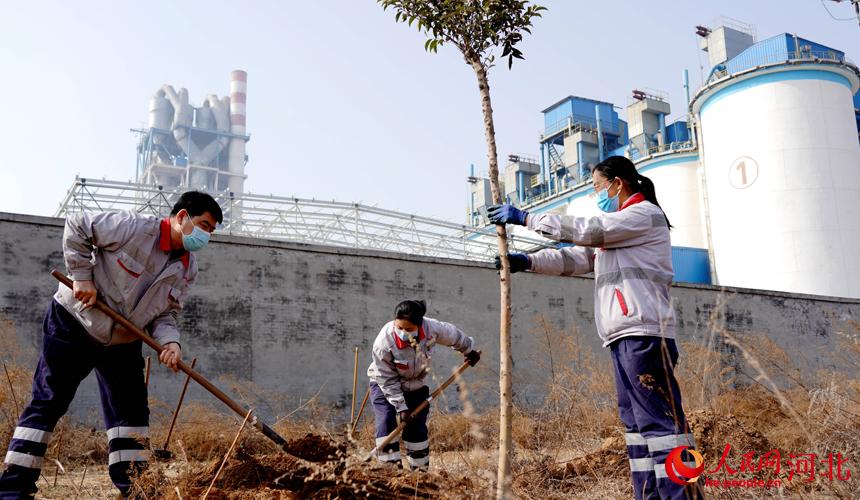 邢臺金隅職工在石邢公路沿線植樹。 宋繼昌攝