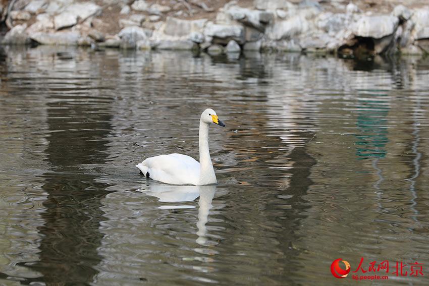 北京動(dòng)物園水禽湖上，水鳥(niǎo)游弋其中，傳遞春的消息。人民網(wǎng) 尹星云攝