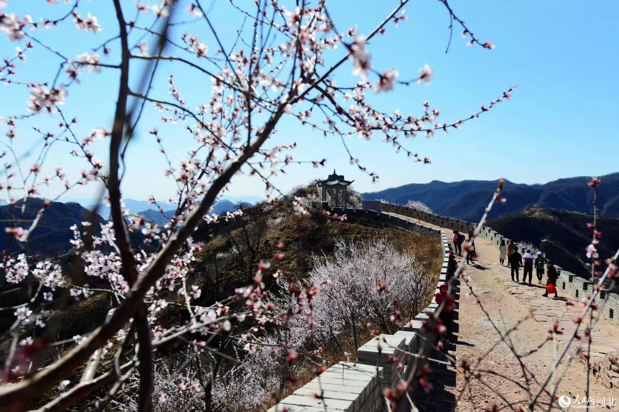 邢臺九龍峽景區(qū)鮮花盛開。 馬健攝