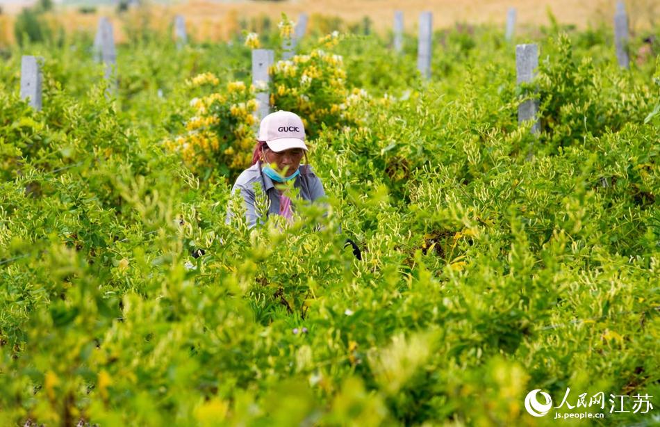 淮安市淮安區(qū)復興鎮(zhèn)的金銀花進入采摘黃金期。紀星名攝