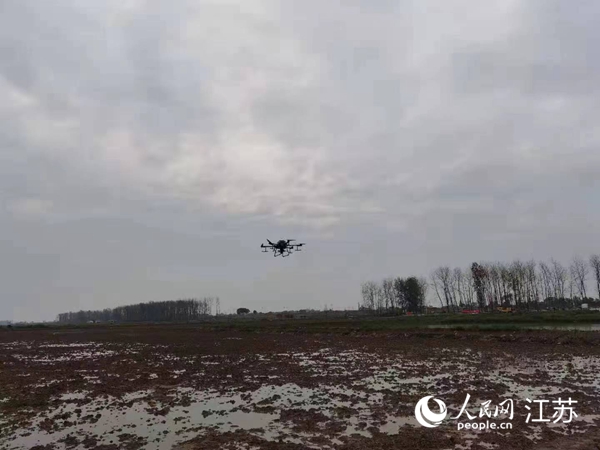 勝利圩高標準農(nóng)田進行無人機水稻播種。陽江鎮(zhèn)供圖