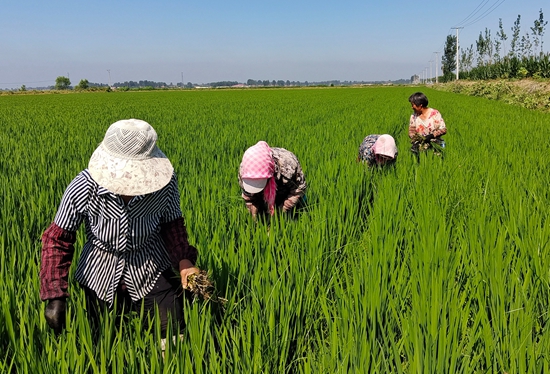 7月15日，農(nóng)民在河北省玉田縣石臼窩鎮(zhèn)王家樓村稻田勞作。 張仁杰攝