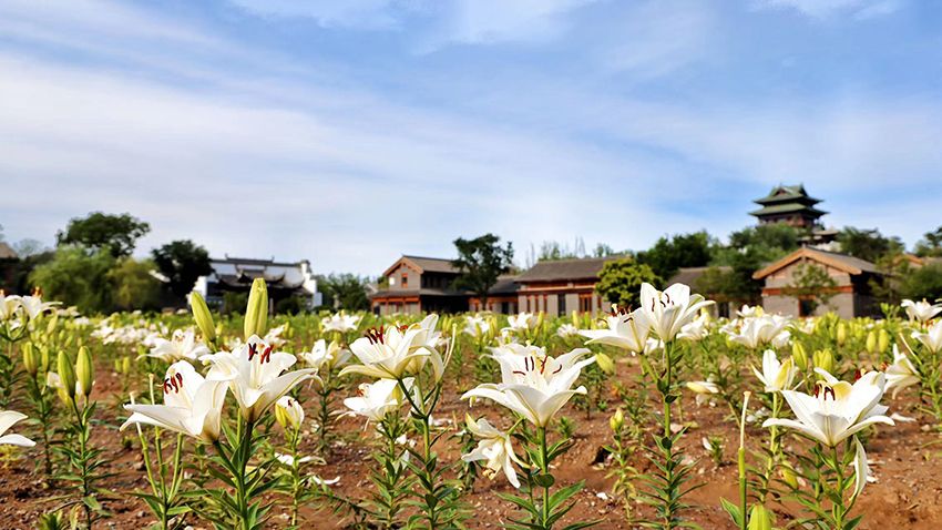 北京世園公園百合陸續(xù)盛放。（北京世園公園供圖）