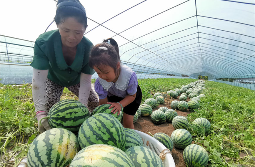 在北辰區(qū)雙街鎮(zhèn)的西瓜種植基地內(nèi)，種植農(nóng)戶們正忙著采收。陳立興攝