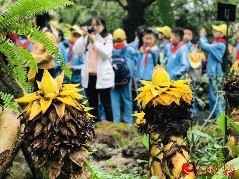 植物館里的地涌金蓮。地涌金蓮原產(chǎn)中國云南，為中國特產(chǎn)花卉。人民網(wǎng) 董兆瑞攝