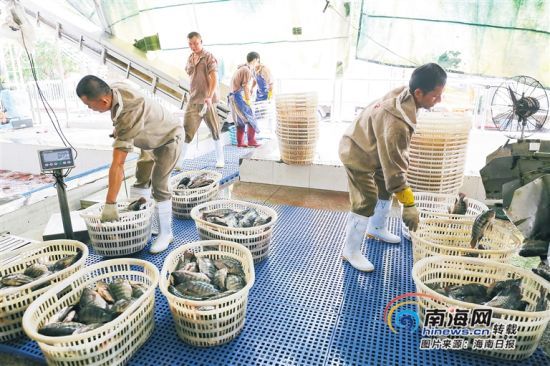 海南勤富食品有限公司工人將剛捕撈的羅非魚進(jìn)行分裝加工。海南日報記者 張茂 攝