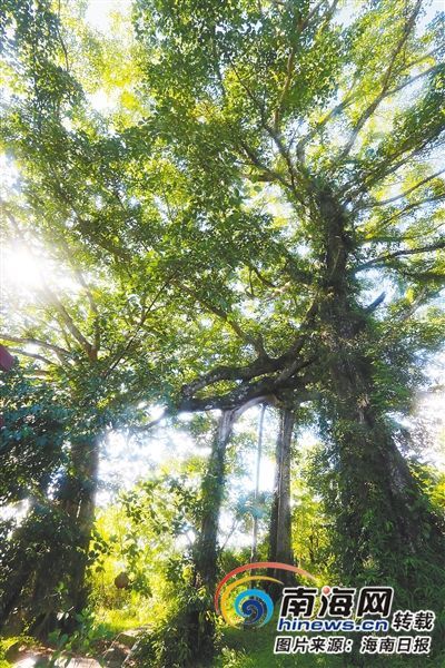 百花嶺雨林文化旅游區(qū)內(nèi)的百年古榕樹。海南日報記者 蘇曉杰 攝