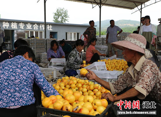 圖為秦皇島市撫寧區(qū)“首屆黃桃文化節(jié)”開(kāi)幕。 許慧敏 攝