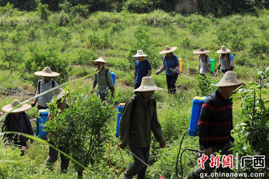 8月18日，在廣西柳州市融安縣大良鎮(zhèn)古蘭村古蘭屯，村民在金桔基地打藥。譚凱興 攝