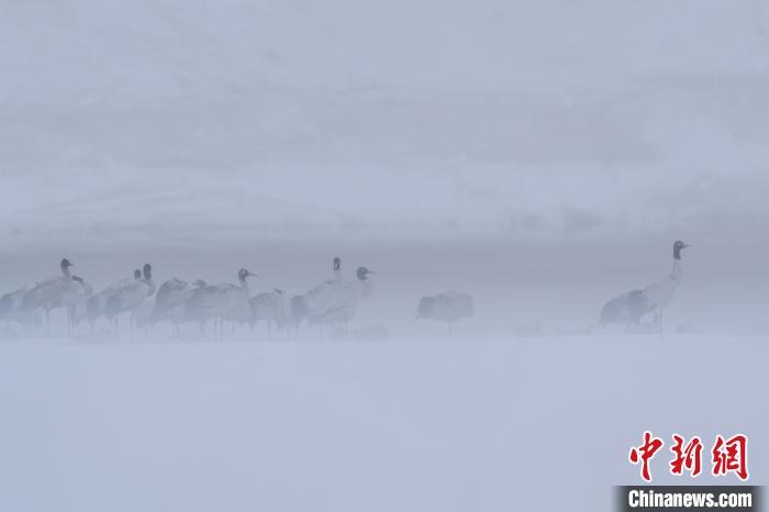 超美！黑頸鶴雪中嬉戲“翩翩起舞”