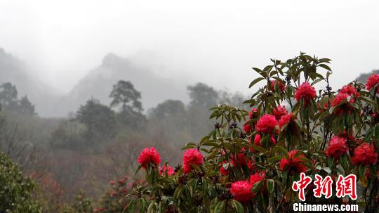 西藏倉央嘉措故里杜鵑花開進入旅游季