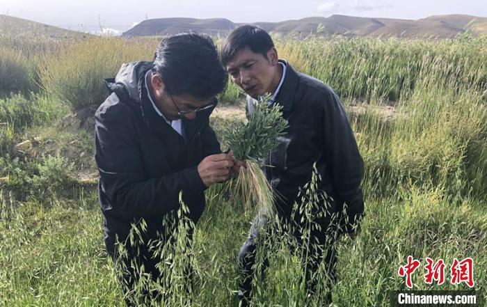 圖為尼瑪扎西(左)在青稞種植地調(diào)研(資料圖)。西藏農(nóng)科院 供圖