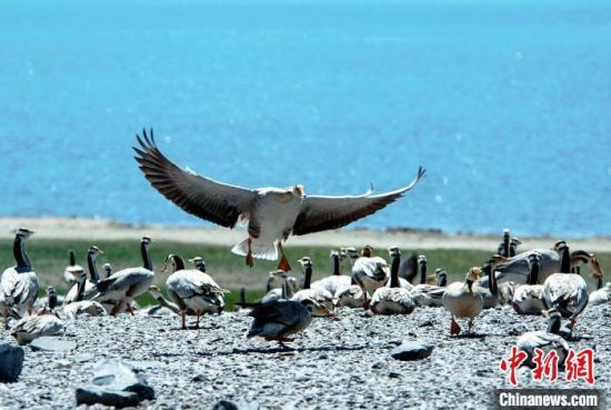 圖為青海濕地生態(tài)。(資料圖) 談林明 攝