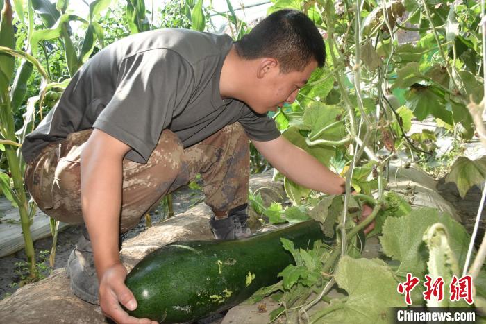 圖為阿里軍分區(qū)某邊防團官兵在溫室摘菜?！￡悋[岳 攝