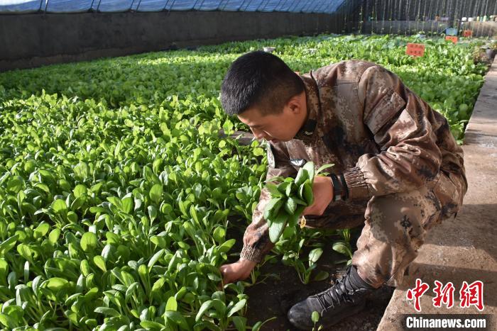 圖為阿里軍分區(qū)某邊防團官兵在溫室摘菜?！￡悋[岳 攝