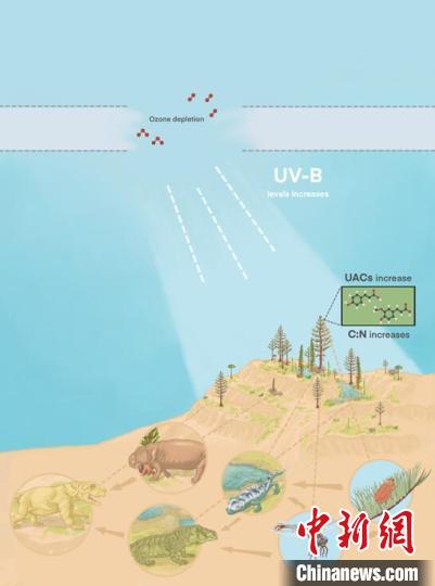 臭氧層破壞引起的紫外線輻射增加對(duì)陸地食物鏈的影響?！∧瞎潘?供圖