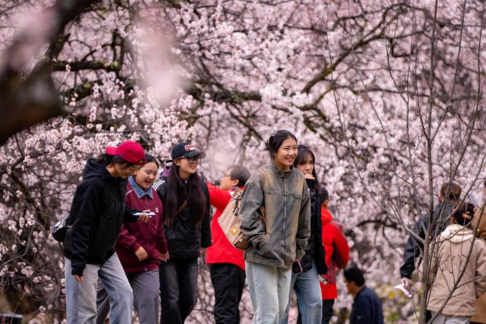 桃花盛開惹人醉，八方游客賞花來。徐馭堯攝