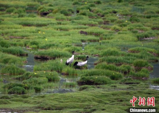 圖為祁連山國家公園青海片區(qū)內的黑頸鶴。　祁連山國家公園青海省管理局供圖 攝