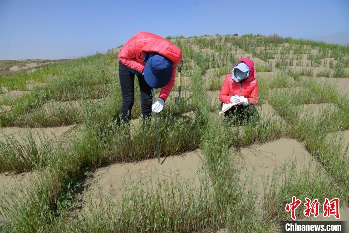 圖為工作人員在調(diào)查沙障技術(shù)成果。　張登山 攝