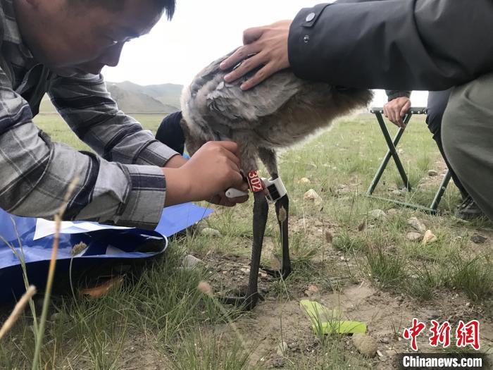 圖為研究人員為黑頸鶴佩戴GPS跟蹤設備。祁連山國家公園青海省管理局供圖