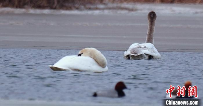 圖為疣鼻天鵝水面休憩。　青海國(guó)家公園觀鳥協(xié)會(huì)供圖 攝