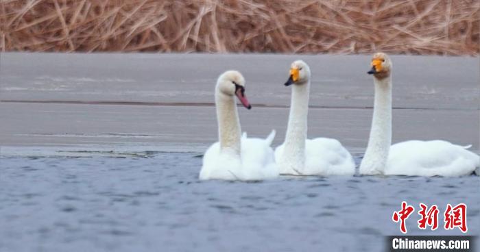 圖為疣鼻天鵝與大天鵝?！∏嗪?guó)家公園觀鳥協(xié)會(huì)供圖 攝