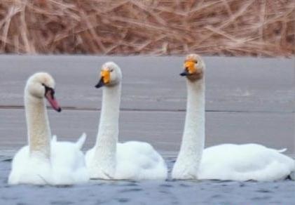 圖為疣鼻天鵝與大天鵝?！∏嗪?guó)家公園觀鳥協(xié)會(huì)供圖 攝