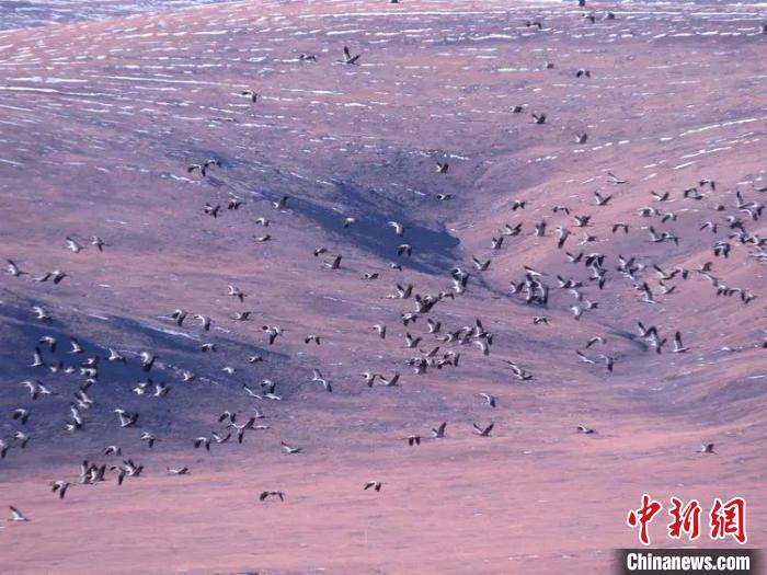 圖為黑頸鶴翔集于青海嘉塘草原上。　青海省玉樹藏族自治州稱多縣委宣傳部供圖