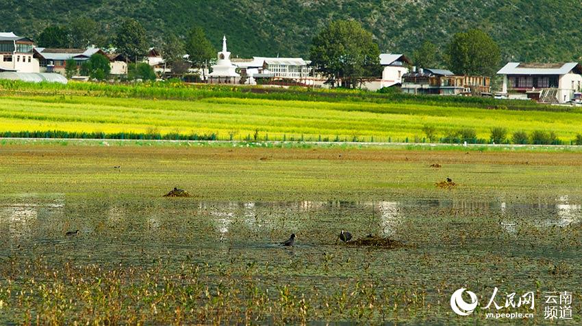 納帕海成為鳥類遷徙停留地。呂昊辰攝