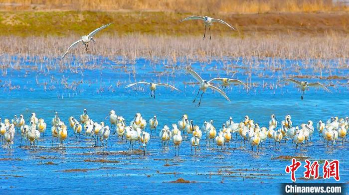 沿海濕地，鳥類天堂?！←}城市委宣傳部供圖