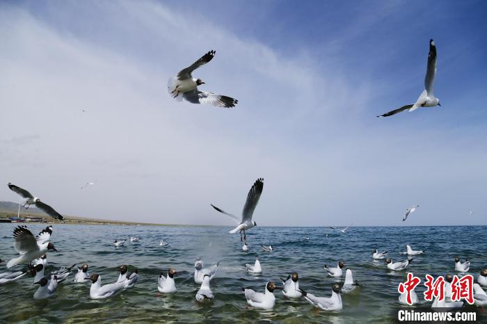 圖為水鳥在青海湖飛翔?！●R銘言 攝