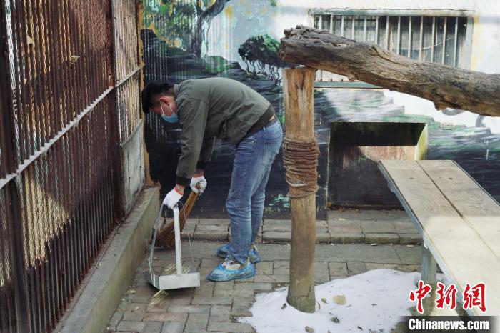 圖為雪豹“奶爸”史壽軍正在打掃豹館衛(wèi)生?！●R銘言 攝