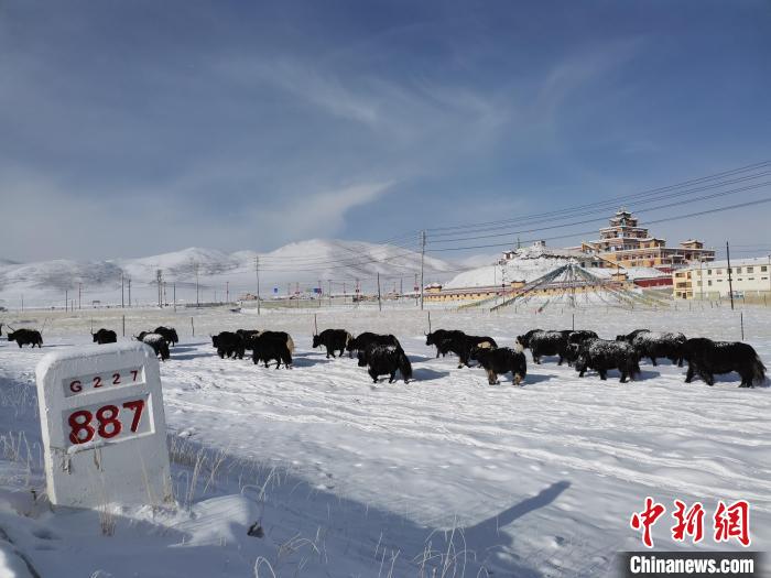 氣候濕冷致青海2月平均氣溫創(chuàng)2009年以來同期最低