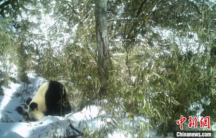 四川寶興：野生大熊貓雪地中喝水