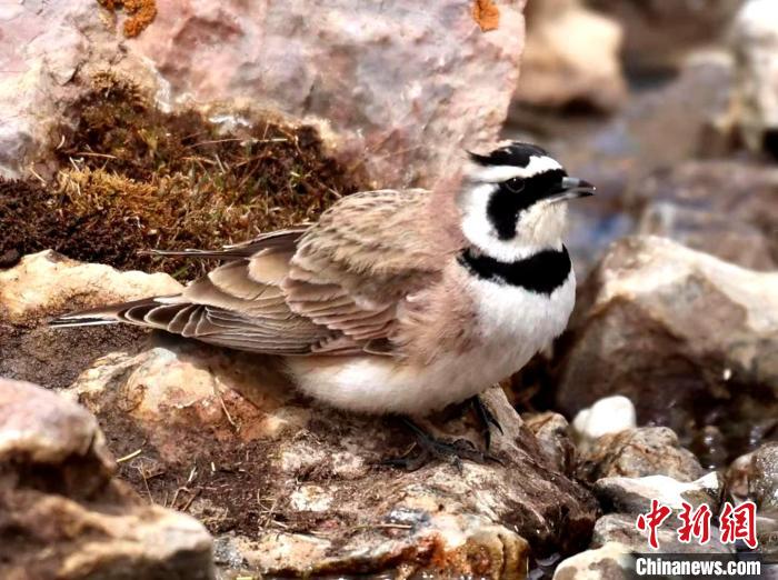 青海隆寶國家級(jí)自然保護(hù)區(qū)野生鳥類增至47種