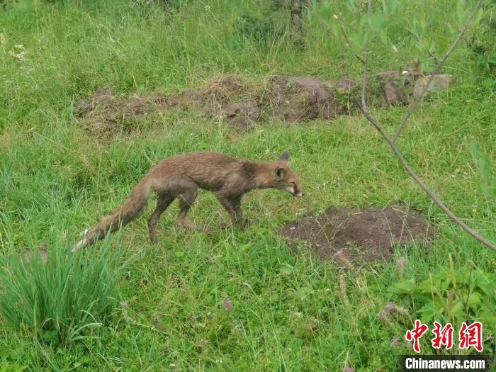 青?；ブ骄戎鷩叶壉Ｗo(hù)野生動物赤狐